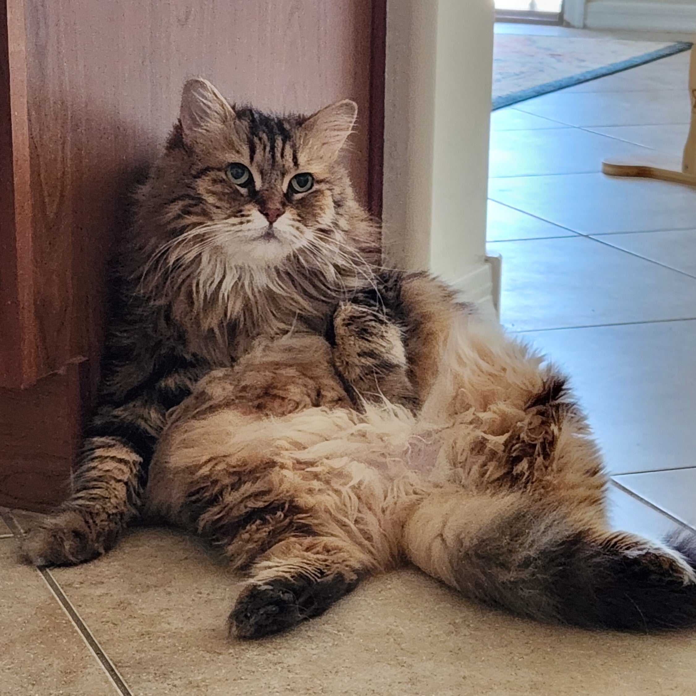 pawsitiveprintzz