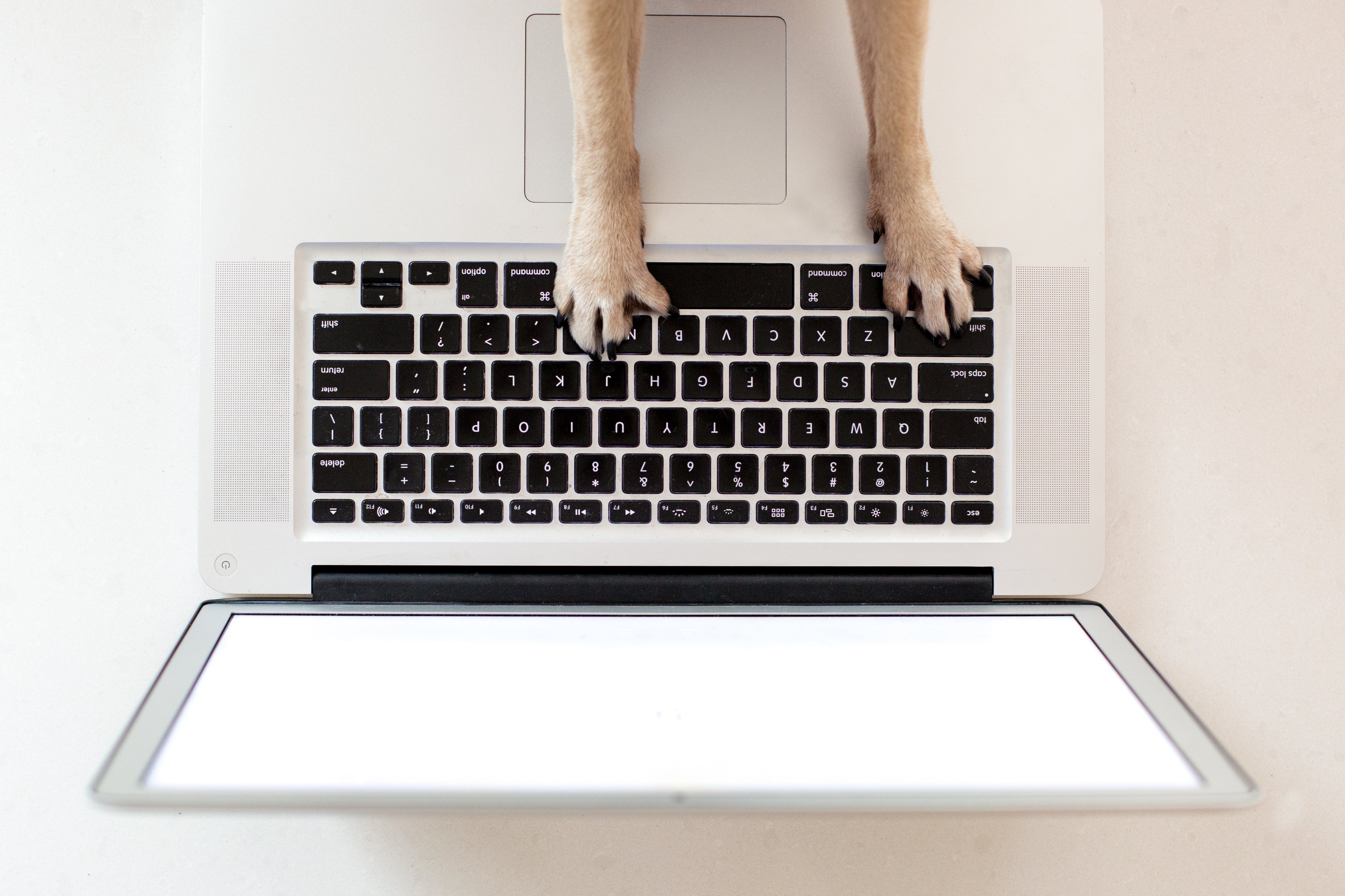 pawsitiveprintzz